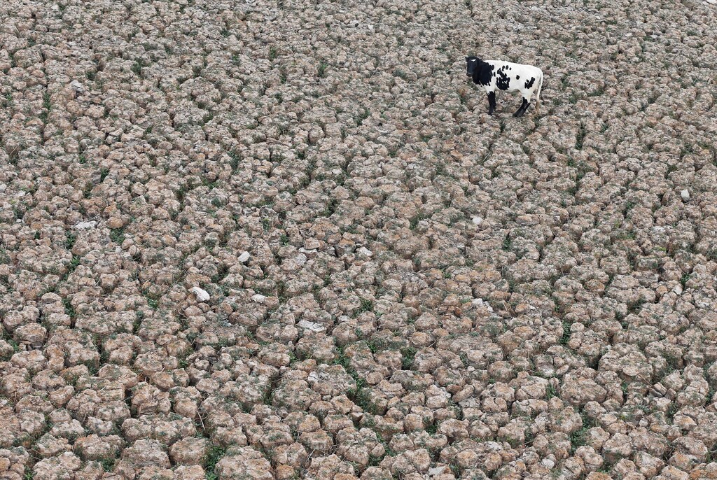 A cow is seen on a land that used to be filled with water, at the Aculeo Lagoon in Paine, Chile January 9, 2019. Picture taken January 9, 2019. REUTERS/Rodrigo Garrido - RC1DE3027750