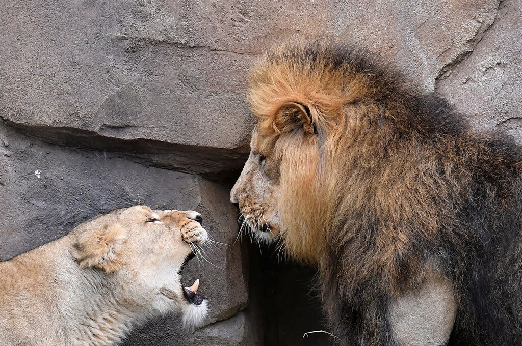 A lioness growls at Bhanu the Asiatic lion during an event to publicise World Lion Day at London Zoo in London, Britain, August 9, 2018. REUTERS/Toby Melville - RC1910AD1000