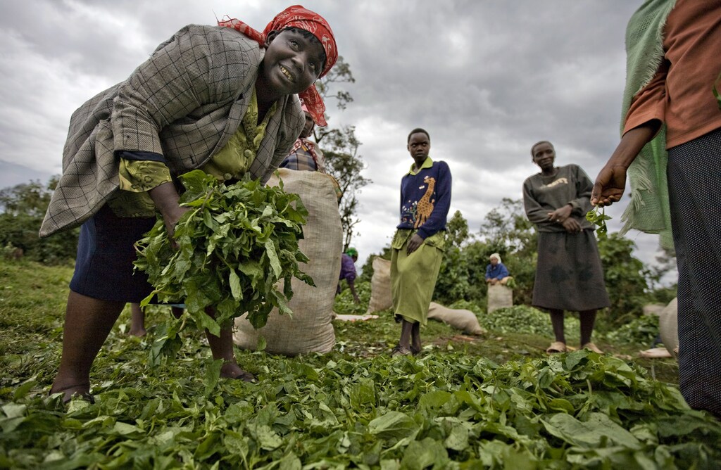 Women who farm on disputed land at the Mau forest gather wild vegetables to transport to local markets August 26, 2008. A familiar Kenyan saga of corruption, illegal landgrabbing and the use of state resources to buy electoral votes has destroyed a quarter of the 400,000 hectare forest in the last decade with an impact that could be felt as far away as Egypt. Picture taken August 26, 2008