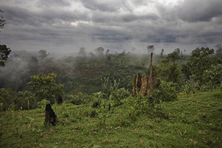 General view of tree stumps and vegetation at the Mau forest, August, 26, 2008. The rivers fed from the forest's giant moisture reservoir and generation of rain also supply Lake Victoria, source of the Nile, and two other Kenyan lakes. They are all suffering the impact of rampant illegal settlement, logging and charcoal burning in the Mau complex. Picture taken August, 26, 2008. REUTERS/Finbarr O'Reilly (KENYA)