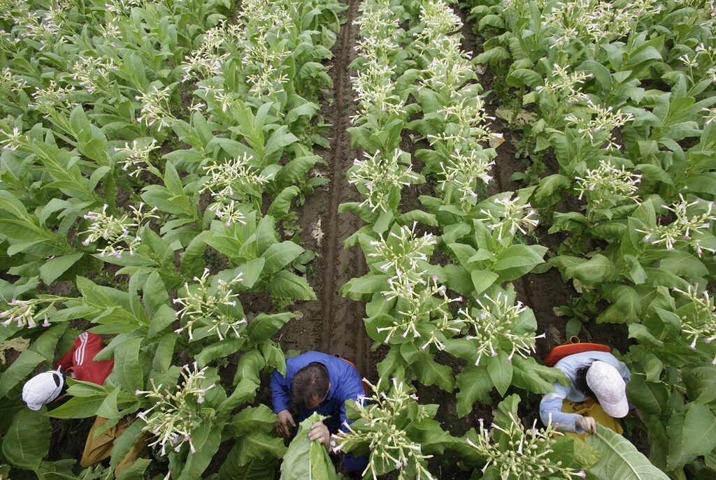 Workers harvest tobacco leaves in Granges-pres-Marnand in western Switzerland August 18, 2010. The production of tobacco started in the 17th Century in Switzerland reaching its peak during the Second World War. In 2008 more that 260 farmers harvested 650 tons of two different types of plant the Virginie and the Burley according to SwissTabac, the federation of local producers. After the harvest, which takes place from mid-July to the end of August, the leaves will dry for two months before being delivered to the manufacturers. REUTERS/Denis Balibouse (SWITZERLAND - Tags: AGRICULTURE BUSINESS HEALTH IMAGES OF THE DAY) - BM2E68I17XA01