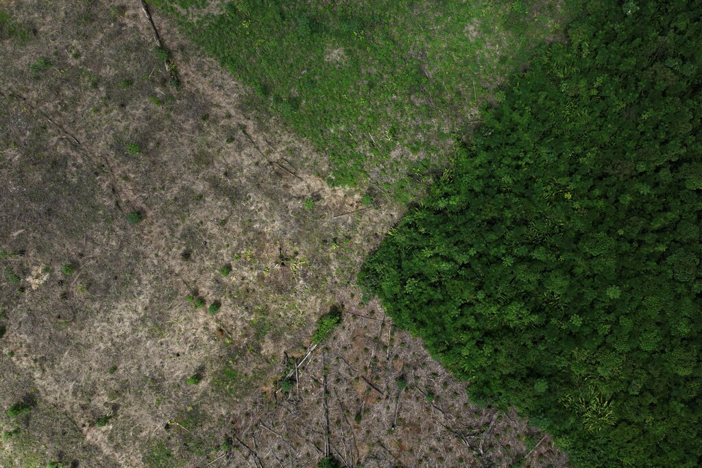 Deforestation is responsible for 10% of global greenhouse gas emissions.