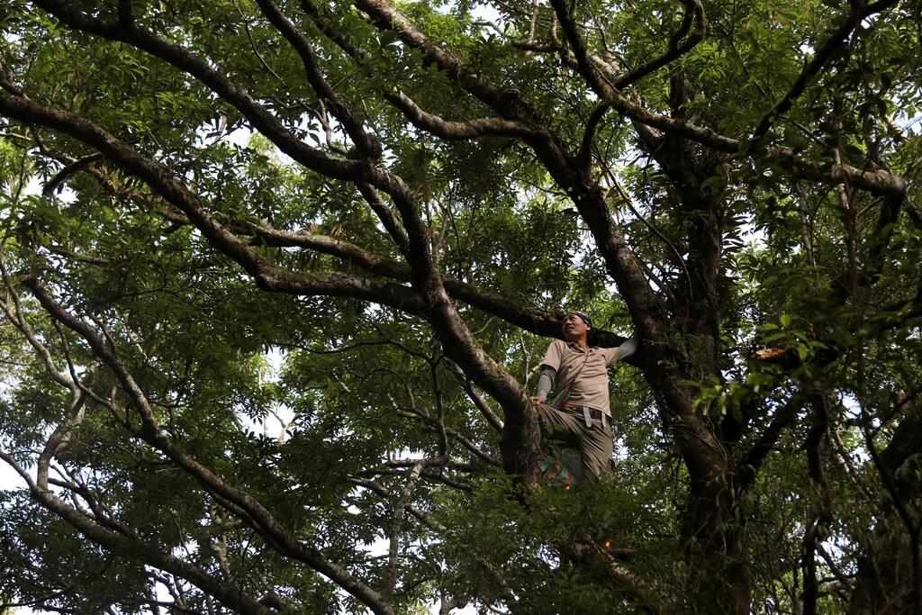 A man poses whilst climbing a tree