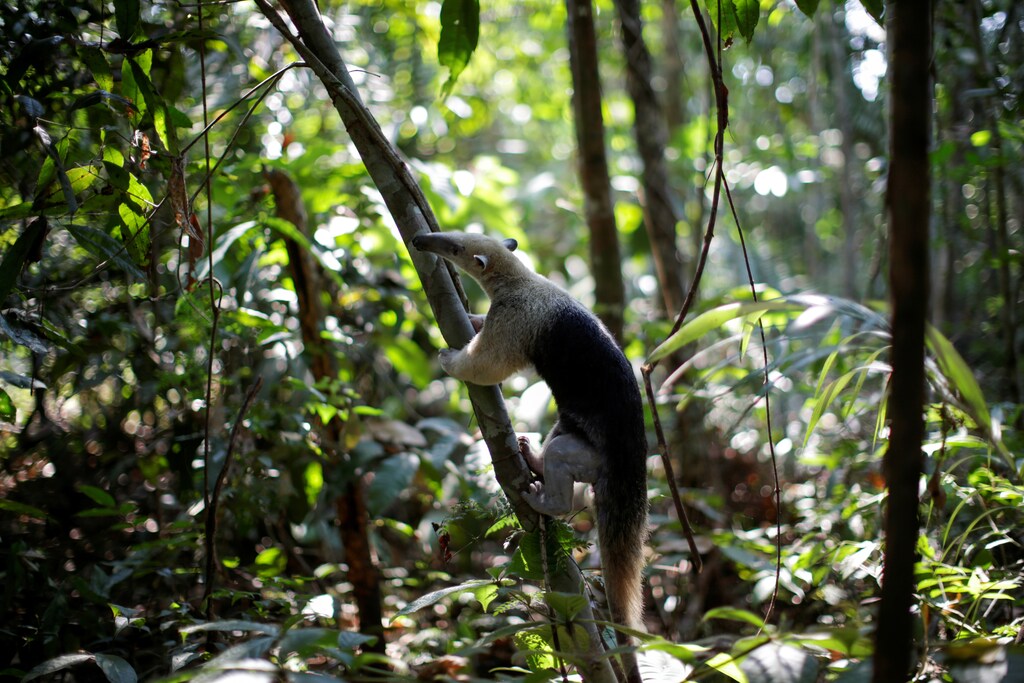 A recovered anteater is released in Amazon forest after receiving veterinary treatment by a veterinarian of the state environmental police Marcelo Andreani and the owner of the veterinary clinic Clinidog Carlos Henrique, near Porto Velho, Rondonia State, Brazil, August 19, 2020. The anteater arrived with a broken left paw after a clash with a fierce porcupine. The patient had been found hiding in a garage and, again, the vets think it might have been fleeing fires as anteaters rarely turn up in the city. The fracture required surgery. Under anaesthetic, a giant tongue rolled out of the anteater's mouth, earning it the affectionate nickname Linguaruda, or Long-tongue. After surgery, one of the vets took Linguaruda home to keep a closer eye on her recovery. In five days, Linguaruda was strong enough to return to the wild - the best outcome her rescuers could wish for. Linguaruda was freed near a forest trail, where it eagerly clambered among the trees once more.