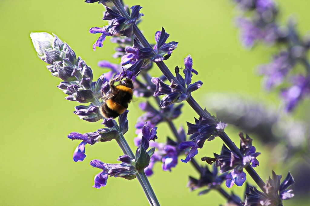 urban-gardens-increase-biodiversity-image