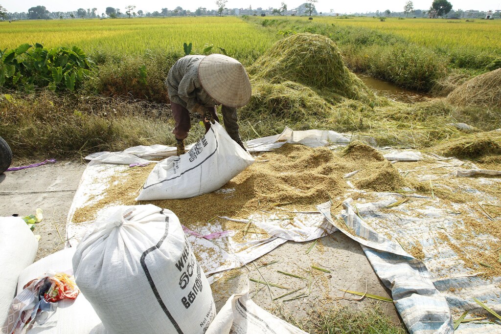 A farmer packs harvested rice into a sack near a paddy field in Ngoc Nu village, outside Hanoi June 10, 2011: Climate resilience solutions are a trillion-dollar market