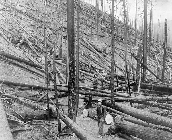 Le grand incendie de 1910, qui a tué 78 pompiers dans l’Idaho (sur la photo) et au Montana a marqué le début d’un demi-siècle de gestion des forêts axé sur la suppression du feu.