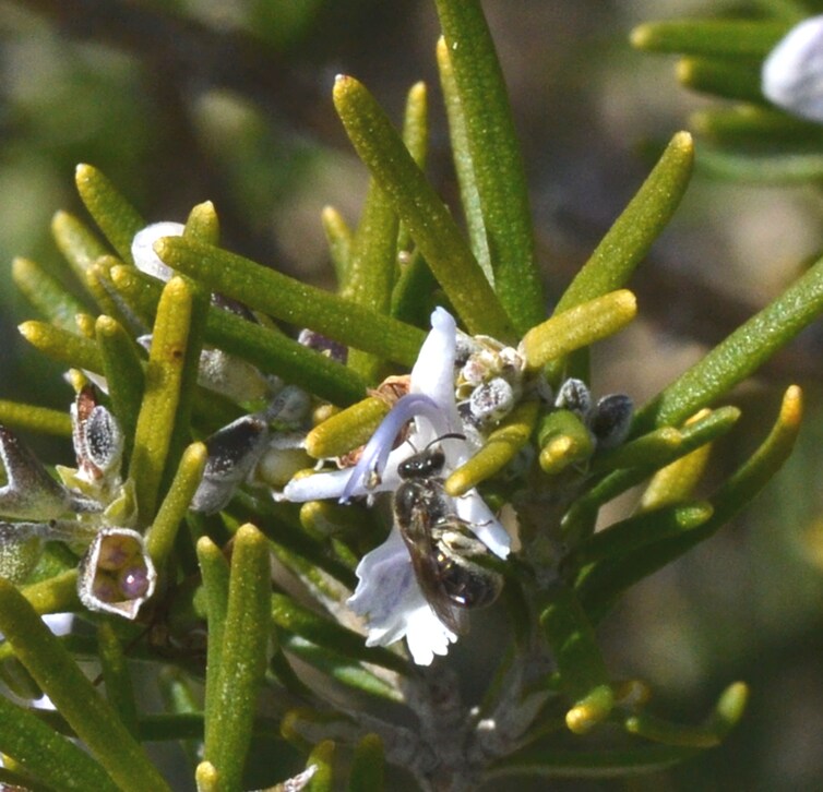Une abeille sauvage, les pattes arrières et le côté de l’abdomen couverts de pollen de romarin.