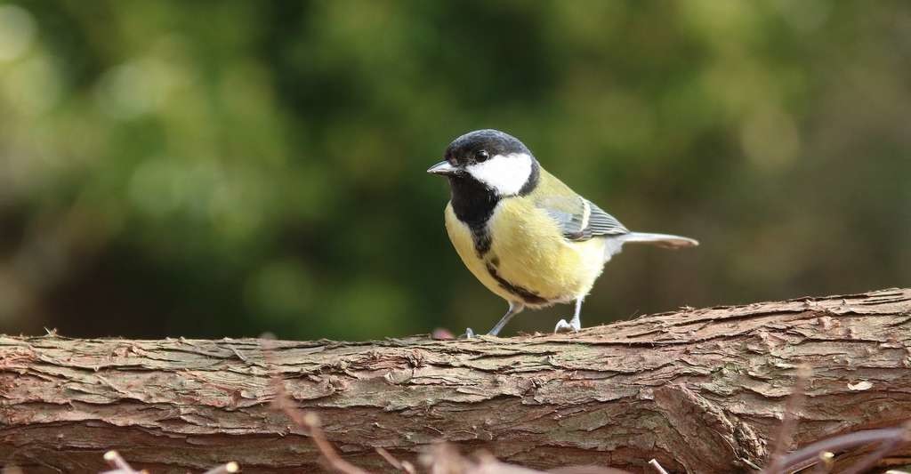 Les chercheurs ont essentiellement travaillé sur des oiseaux afin de bénéficier de données les plus complètes possible. Sur la très commune mésange charbonnière, notamment.