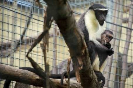 Une femelle et son petit de la famille des Cercopithecus, menacée d'extinction, photographiés le 2 août 2012 au zoo de Mulhouse.