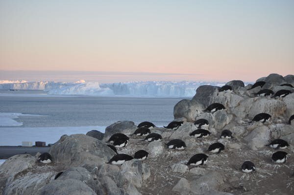 Les études se multiplient pour comprendre les phénomènes en cause sur les côtes de l’Antarctique.
