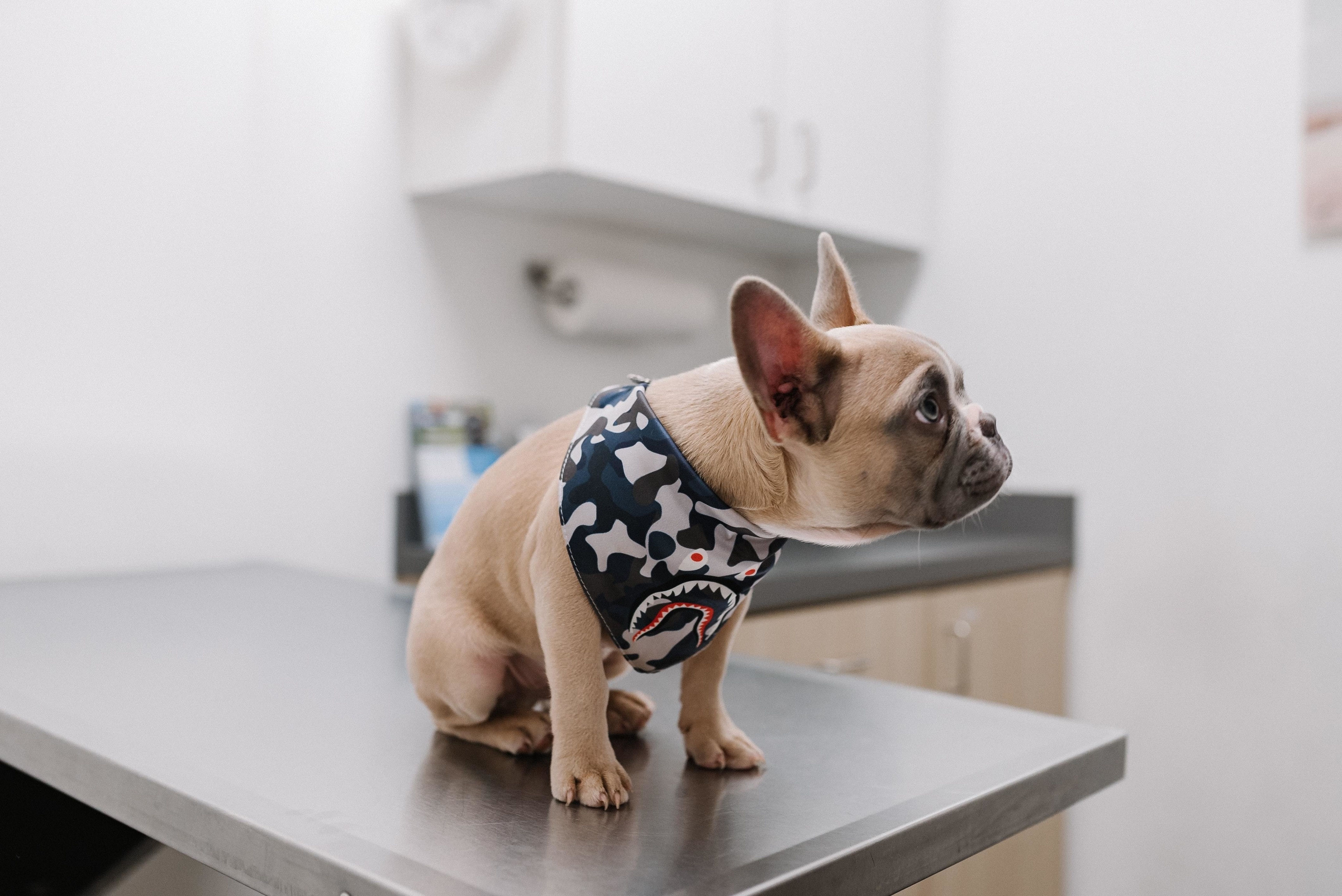 A dog at a veterinary 