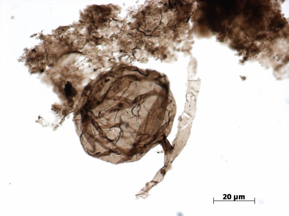  The fossil of Ourasphaira giraldae fungus is no bigger than 0.08 millimeters in size.       