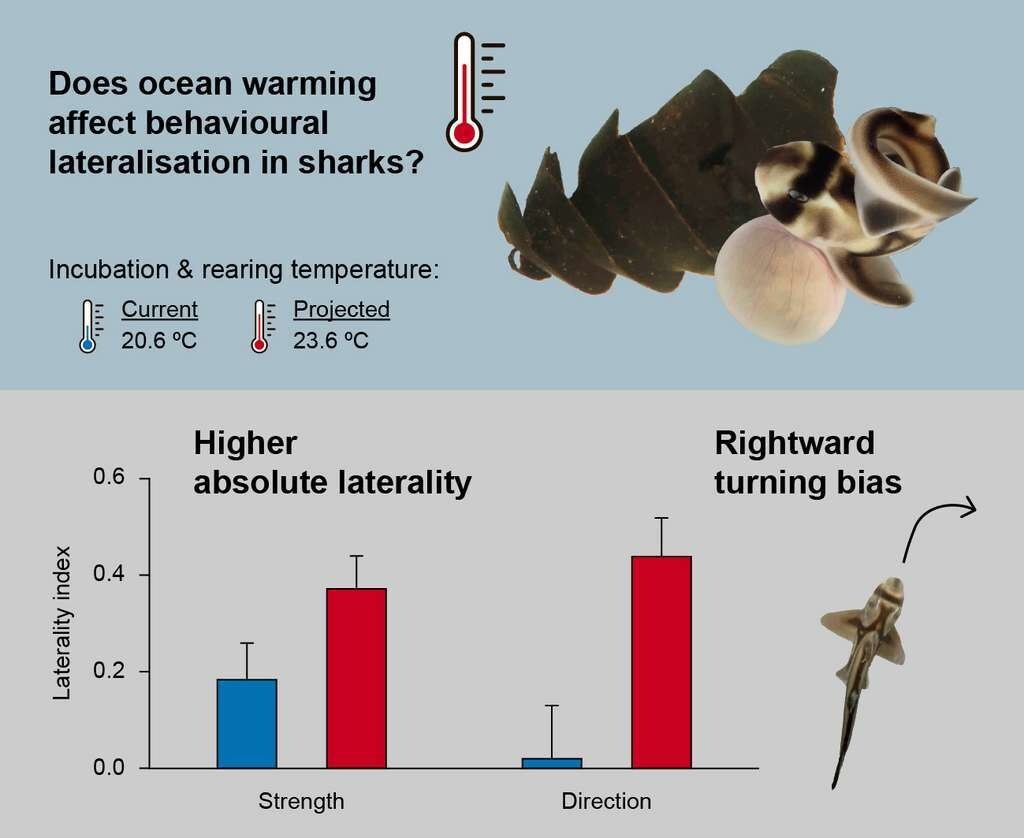 Né dans une eau à 20,6 °C, le requin ne semble monter aucune préférence de direction dans un aquarium en Y. Lorsqu’il éclot dans une eau à 23,6 °C, il a fortement tendance à tourner à droite, signe d’une asymétrie cérébrale plus prononcée.