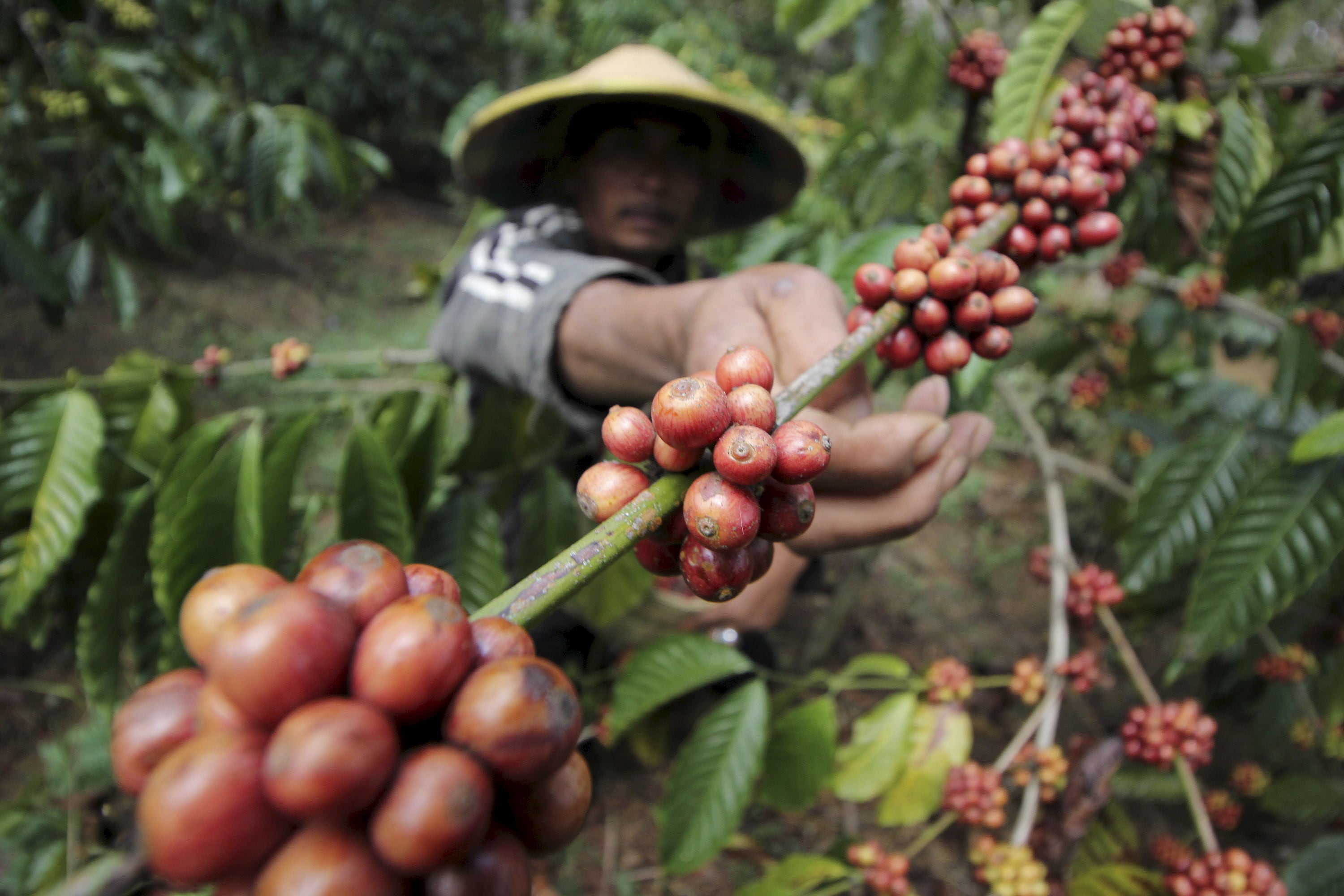 A farmer harvests robusta coffee in East Java, Indonesia.                    