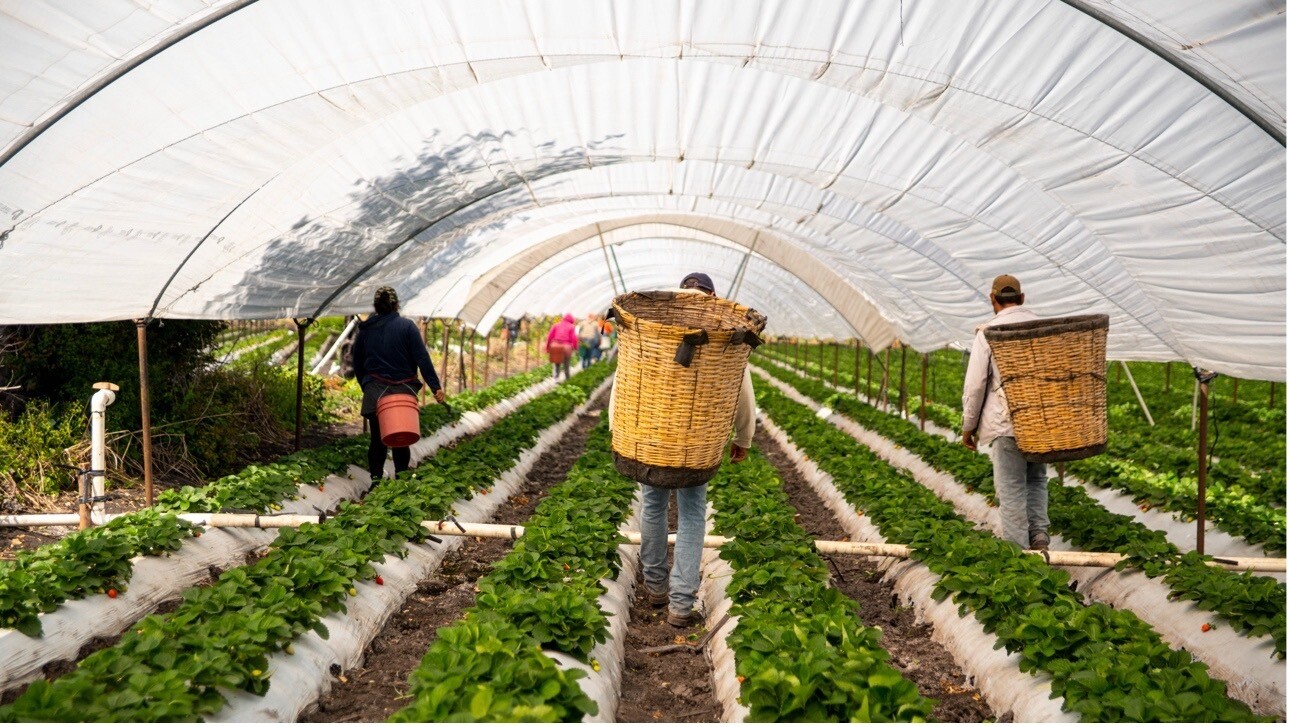 People tend to plants inside a polytunnel.