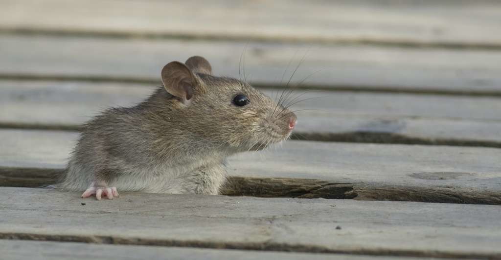 Comme la chauve-souris, mise en lumière par la pandémie de Covid-19, le rat est parmi les animaux connu pour porter des agents pathogènes transmissibles aux Hommes. Et il prolifère dans les zones où les activités humaines ont fait reculer la nature sauvage.