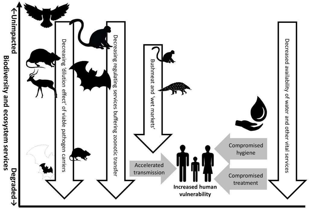Ce schéma montre comment la dégradation de l’écosystème impacte le risque de pandémie. D’une part, en augmentant le risque de transmission des animaux aux Hommes, et d’autre part, en compromettant les mesures de limitation de la transmission interhumaine.