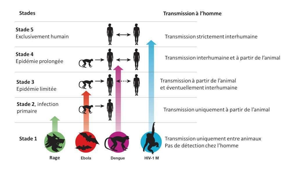 Origine des principales maladies infectieuses.