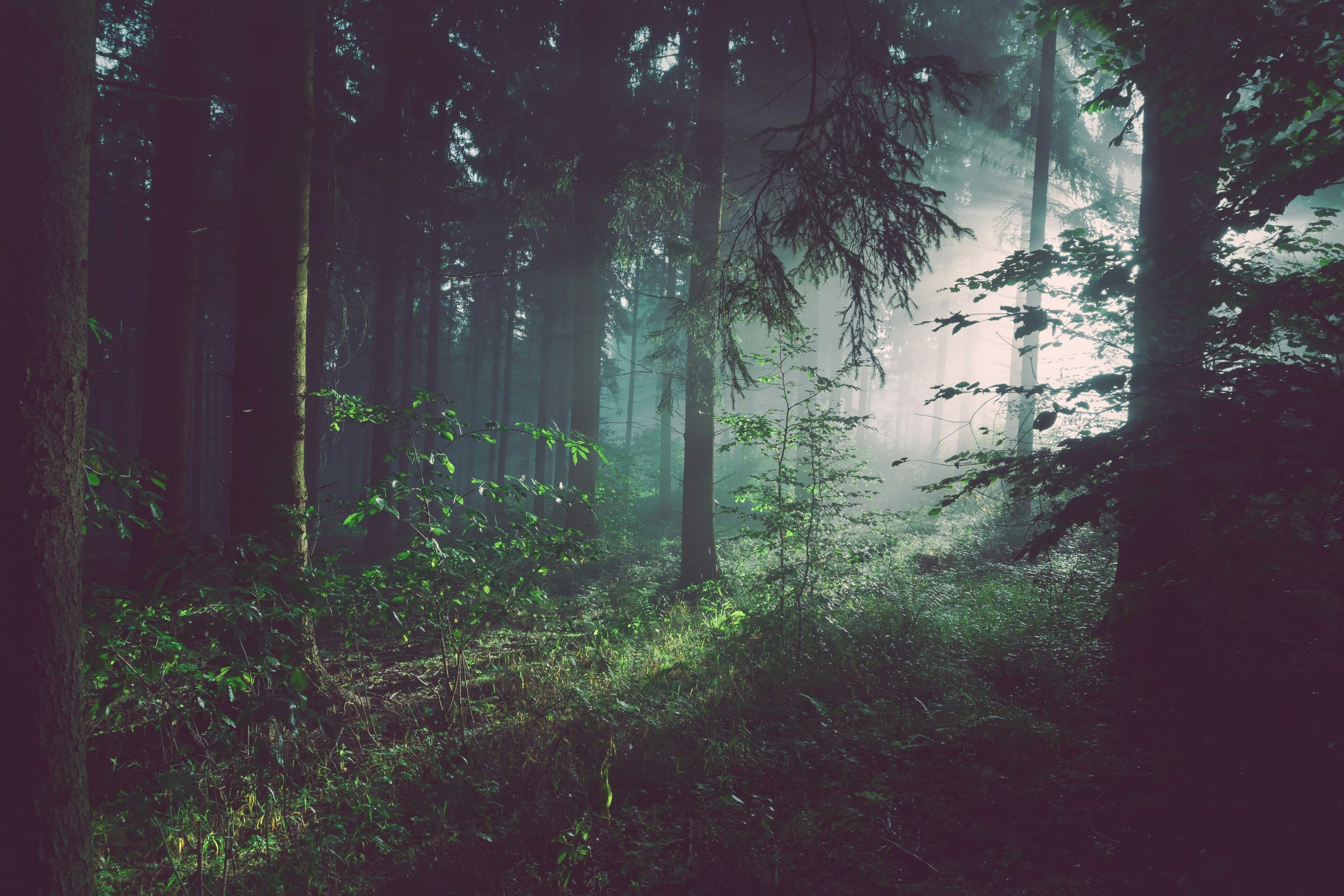 Vista de un bosque.