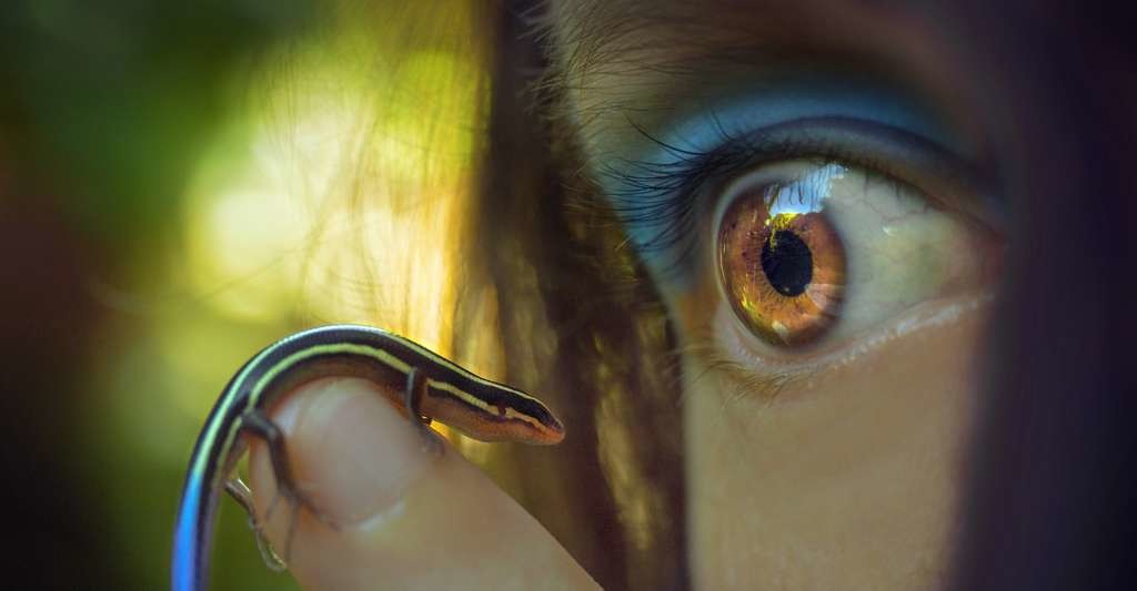 Ces premiers résultats publiés par des biologistes de l’université McGill (Canada) sur l’impact de l’être humain sur la diversité génétique des animaux devraient encourager d’autres équipes à étudier la question pour compléter ces conclusions.