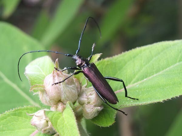 Le capricorne est un xylophage qui creuse le bois jusqu’à 15 cm.