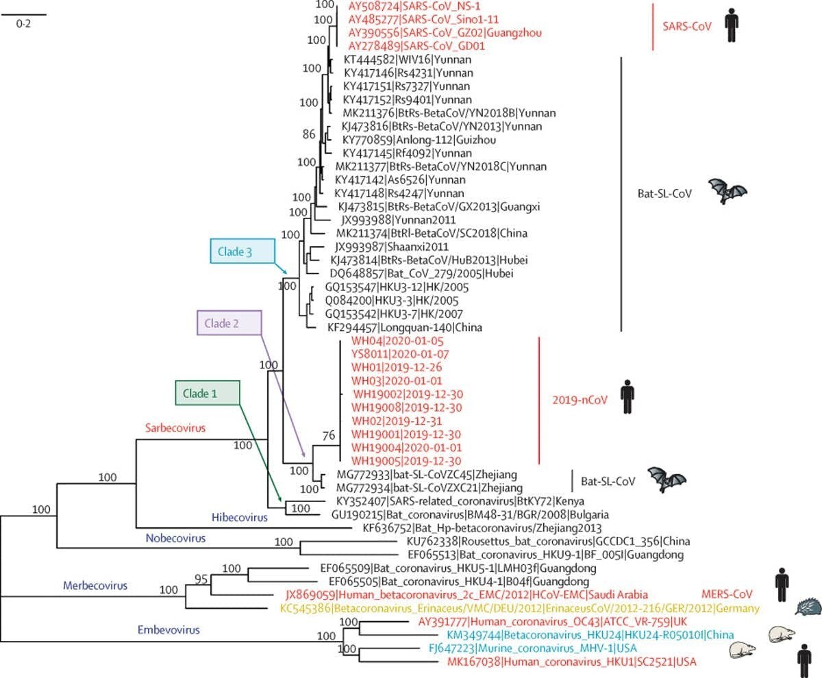Analyse phylogénétique des génomes du 2019-nCoV et de ceux de virus représentatifs du genre Betacoronavirus.