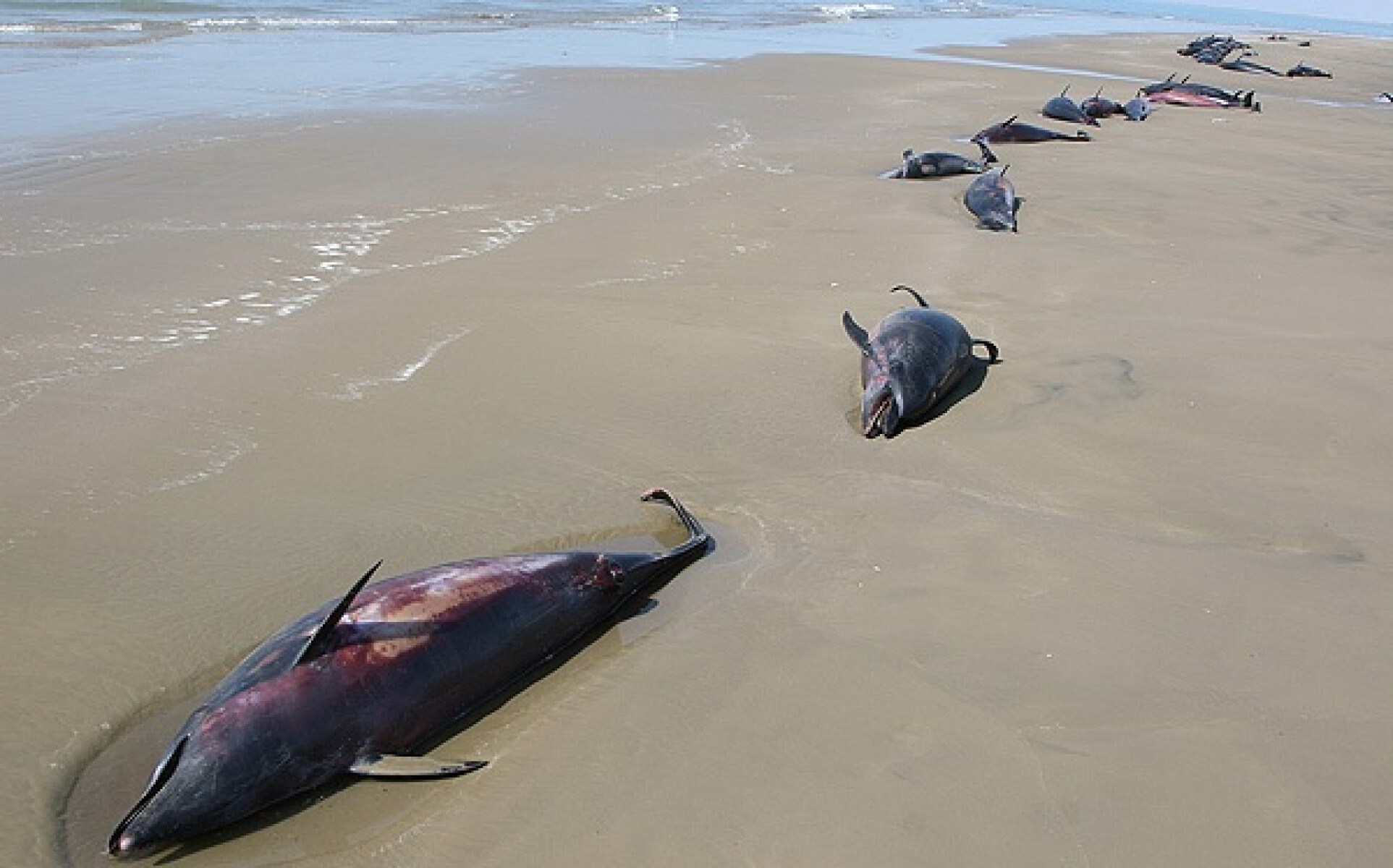 72 dauphins morts sur les rives du village de Chah-e Mobarak le 26 octobre 2007.
