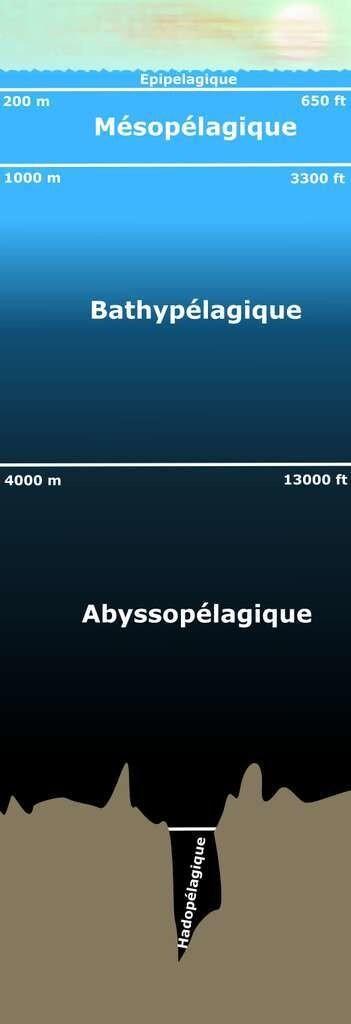 Les différentes zones de l'océan selon la profondeur.