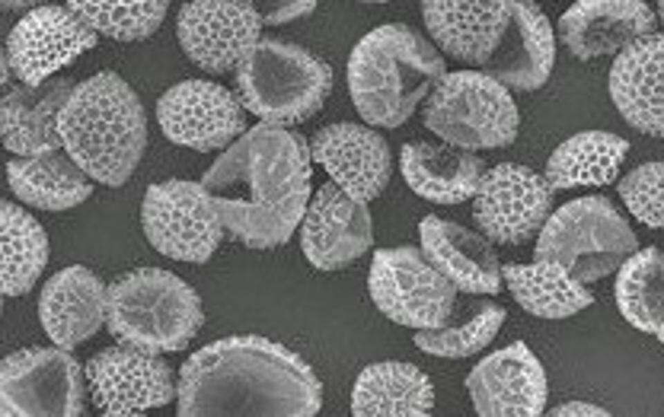 Les surfaces perforées des grains de pollen traités, grossies ici environ 300 fois, peuvent éliminer les produits chimiques indésirables de l’eau polluée.