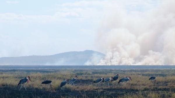 Les cigognes du Marabou affluent vers les feux du Serengeti pour manger les petits animaux pris dans les flammes.