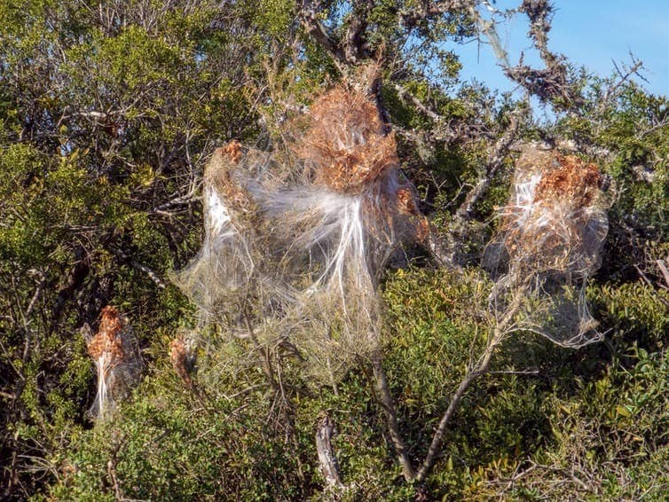  Social spider (Stegodyphus) spin collective webs in Addo Elephant Park, South Africa.  