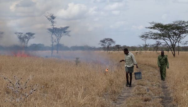 Un ranger allume un « feu de gestion » dans l'écosystème du Serengeti pour contrôler la croissance de la brousse.