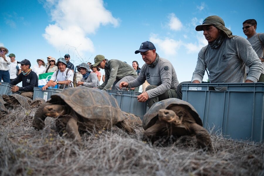 158 endangered tortoises released onto Floreana Island.