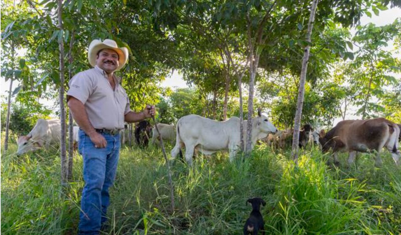 Rancher Jose Palomo se trouve dans son pâturage « silvopastoral » au Yucatán, au Mexique.