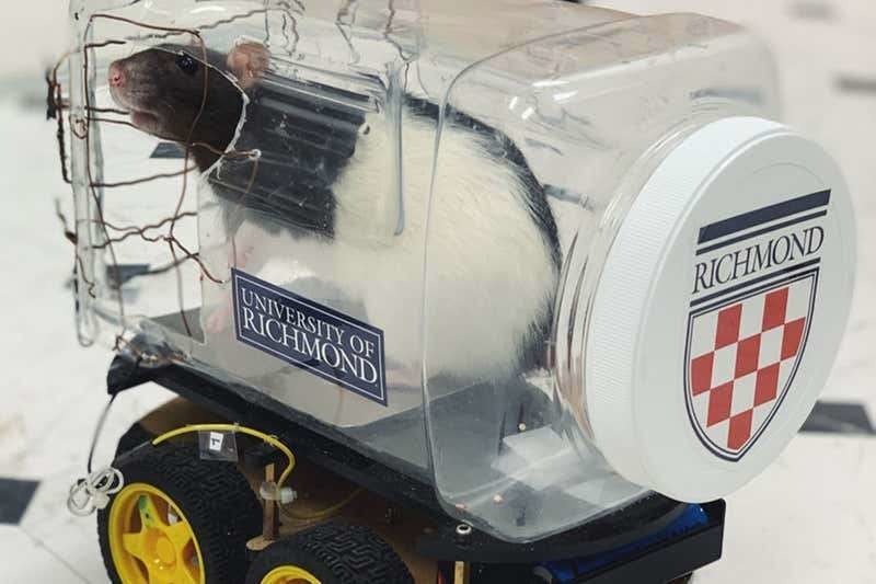 Cette étude vient confirmer que la neuroplasticité est importante chez le rat.