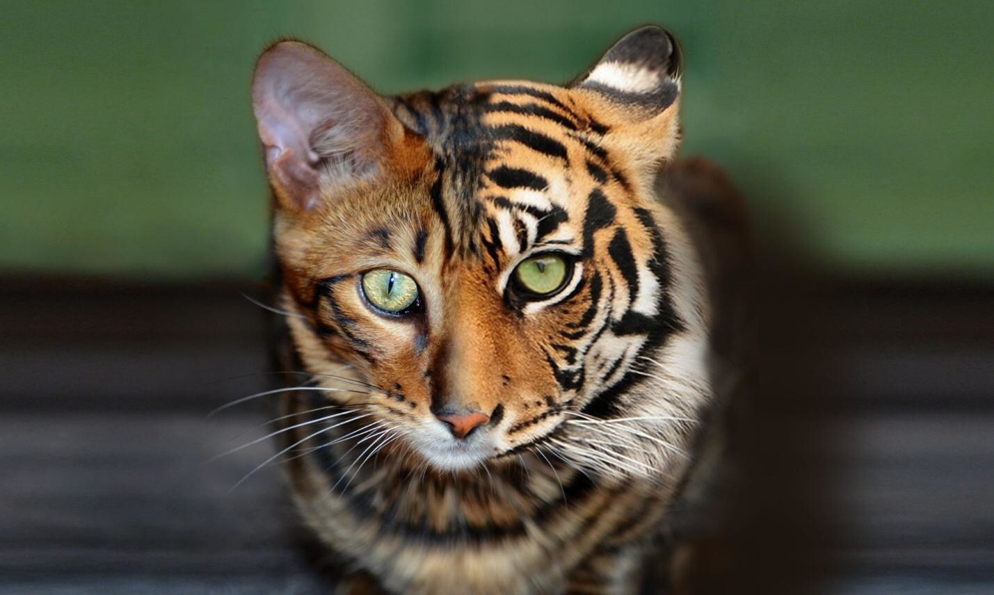 Malo le toyger