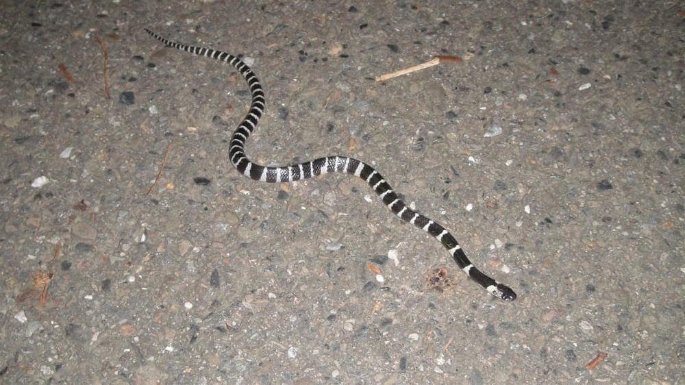 The many-banded krait (Bungarus multicinctus), also known as the Taiwanese krait or the Chinese krait, is a highly venomous species of elapid snake found in much of central and southern China and Southeast Asia.