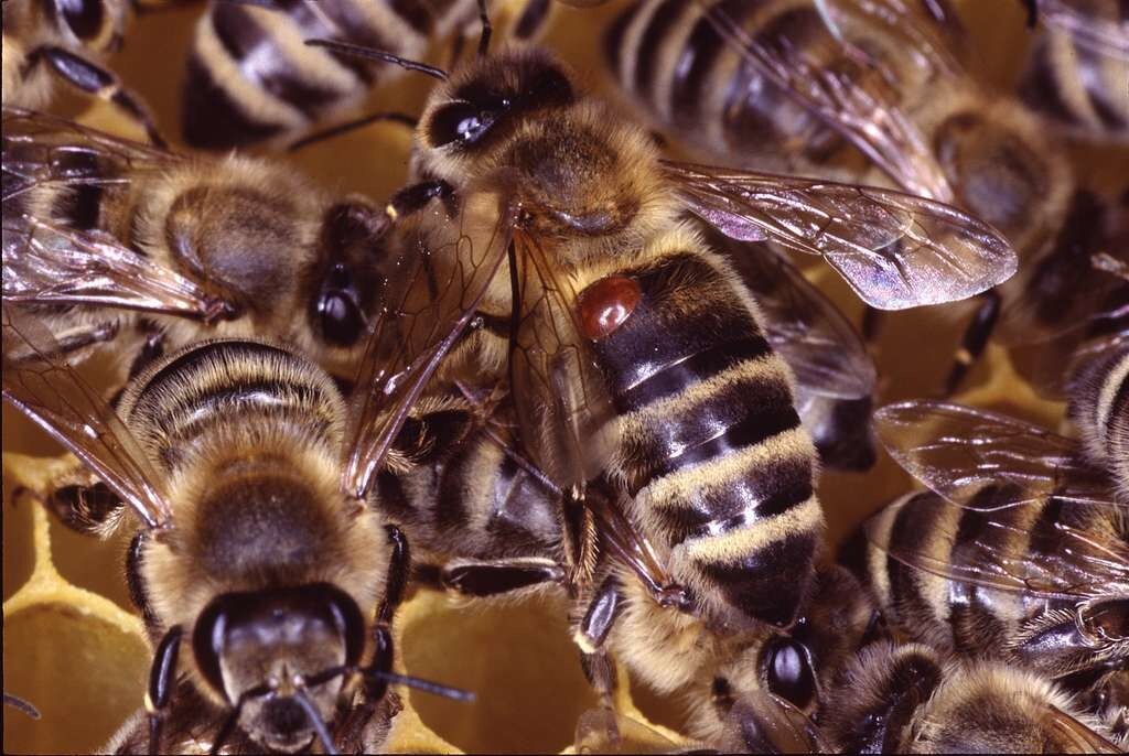 La petite tache est en réalité Varroa destructor, un acarien parasite de l'abeille. En la piquant, celui-ci se nourrit de son hémolymphe et l'affaiblit, et peut lui transmettre virus et autres agents infectieux. Notamment le virus mortel de la paralysie chronique, ou « maladie noire ».
