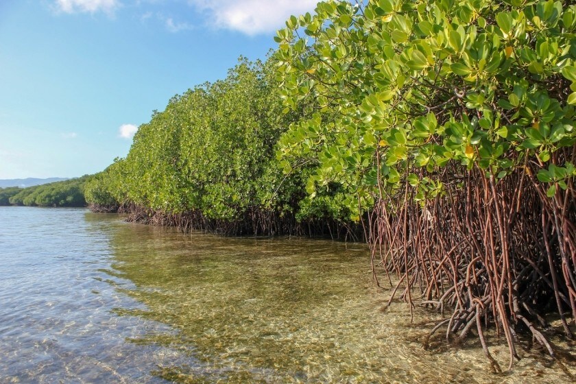 Paysage de mangroves en Indonésie.