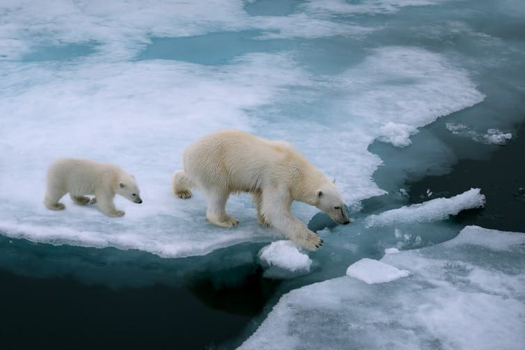 Polar bears depend on Arctic sea ice.