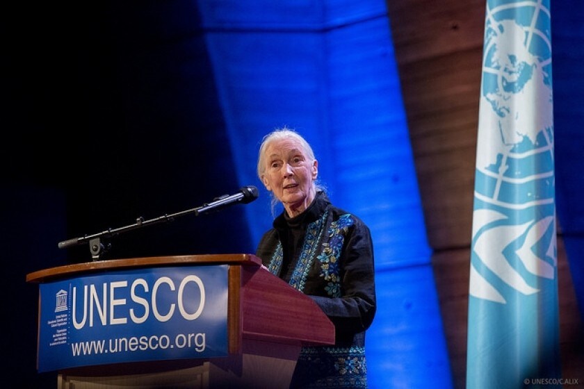 Dr Jane Goodall à l'Unesco