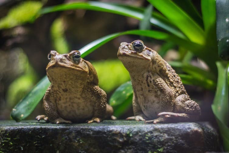  Cane toads can adapt to temperature changes.  