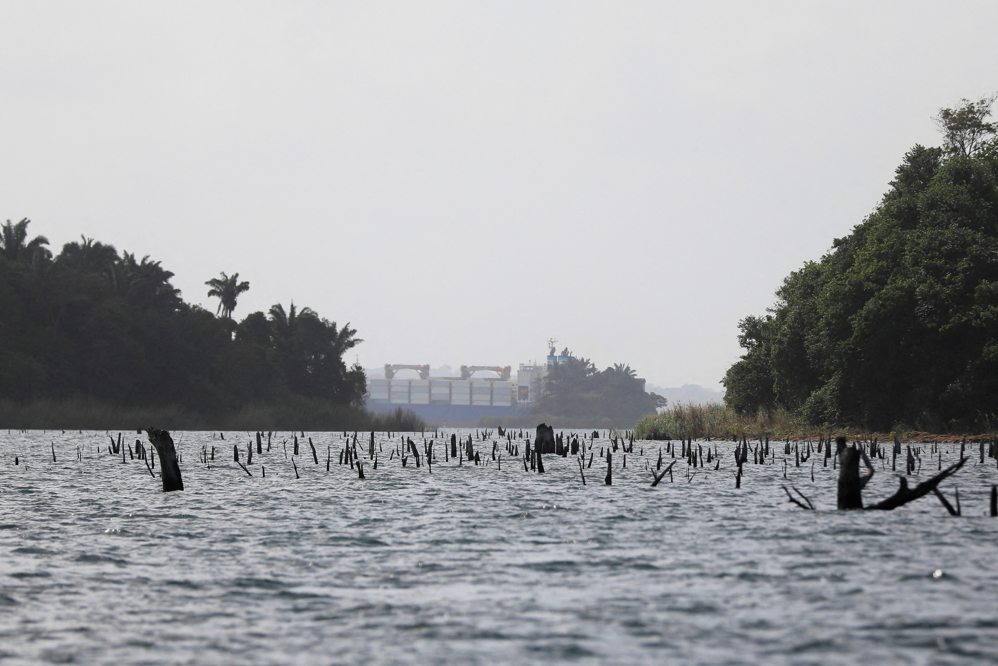 Dead tree trunks poking out of the Gatun Lake, the rainfall-fed principal reservoir that floats ships through the Panama Canal's lock system, are visible due to drought, in Colon, Panama, January 24, 2024. REUTERS/Roberto Cisneros