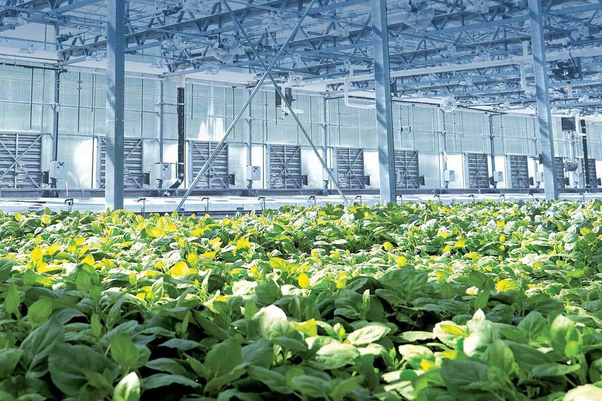 Aperçu de l’usine de Medicago, qui a réussi à produire un vaccin expérimental contre la COVID-19 à l’aide de plantes.