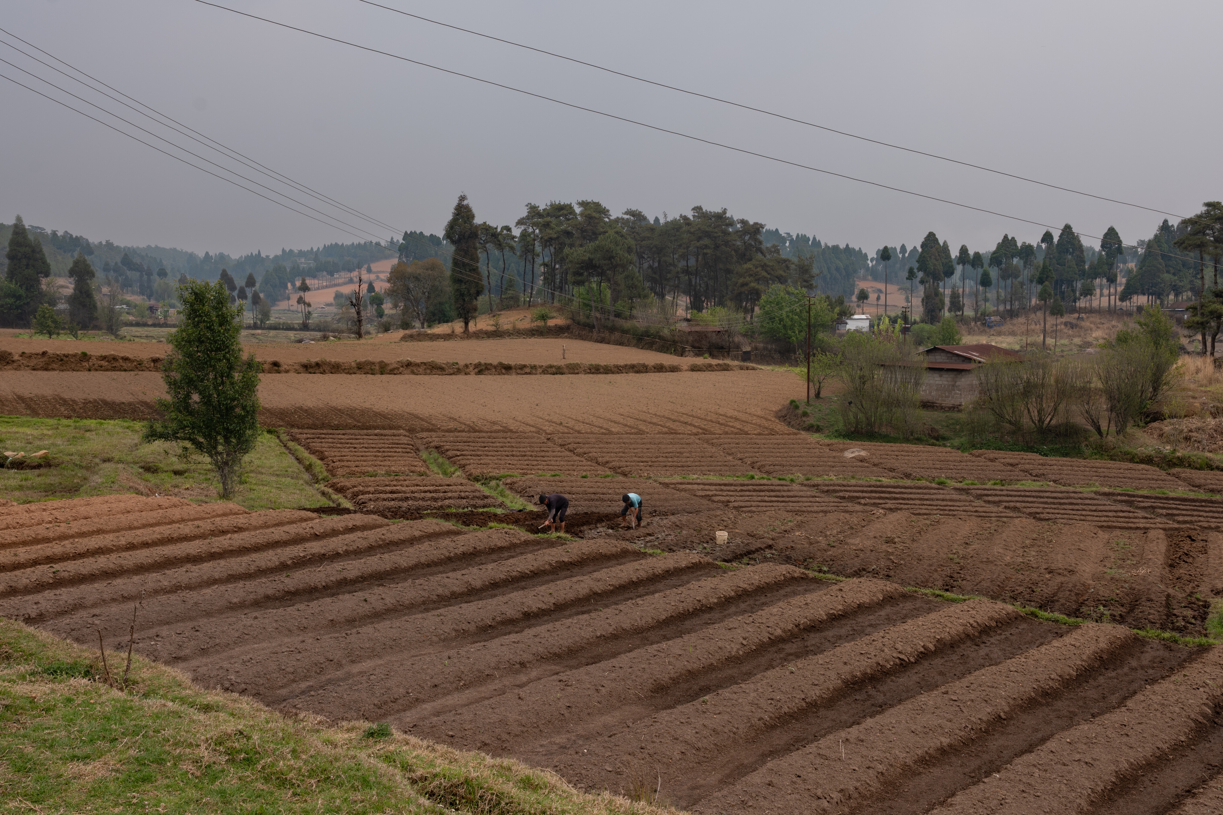 A farmland with jhum or step cultivation near Sohra, Meghalaya.