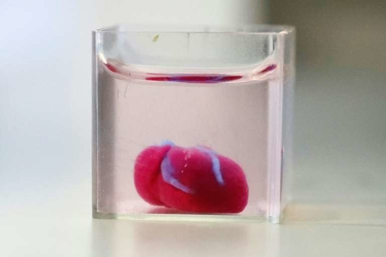 Prototype de cœur réalisé avec du tissu humain en impression 3D, présenté le 15 avril 2019 à l'université de Tel-Aviv.