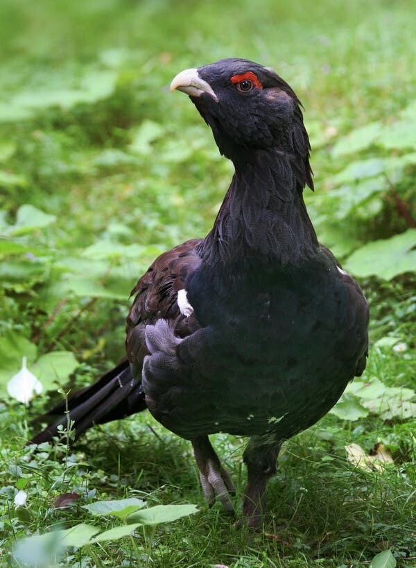 Le Grand coq des bruyères, ou Grand tétras est une espèce emblématique, bioindicatrice des vieilles forêts claires.