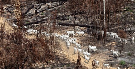 Des bovins marchent près d'une zone déboisée illégalement brûlée dans l'État de Para, dans le nord du Brésil.
