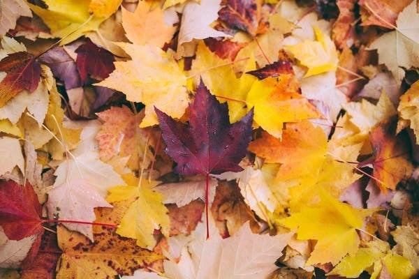 Autumnal leaves on the floor.